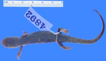 Media type: image; Herpetology A-4892